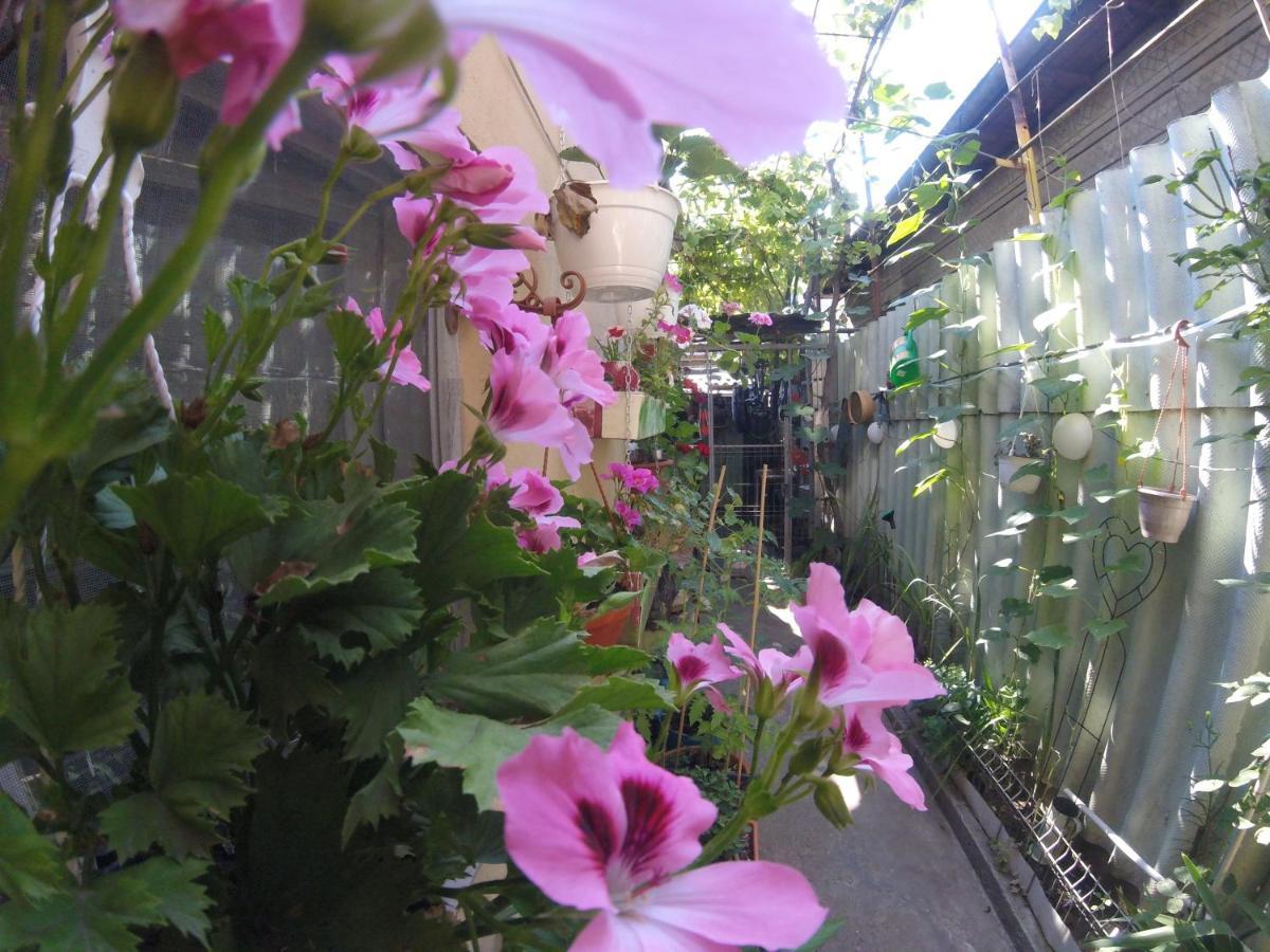 Apartament Casa Milly Konstanca Zewnętrze zdjęcie